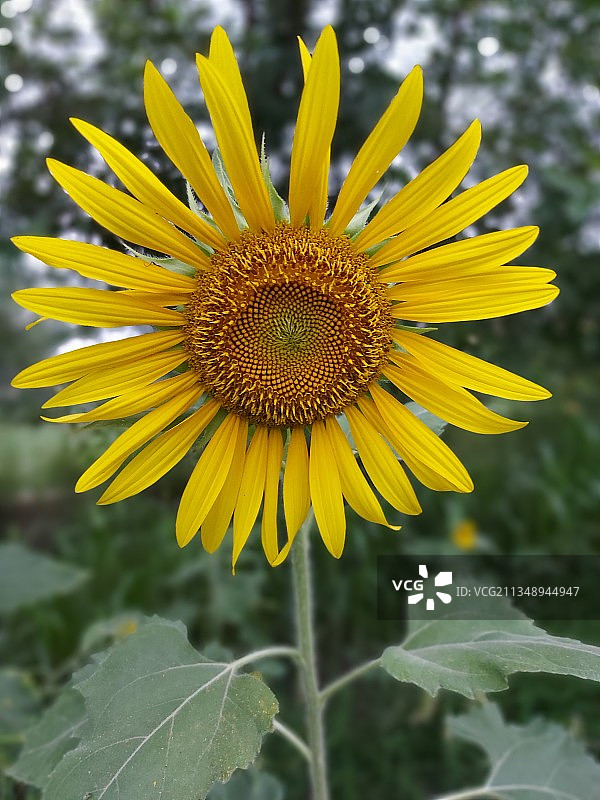 特写的向日葵图片素材