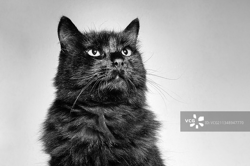 黑猫白色背景肖像特写，厄瓜多尔通巴科图片素材