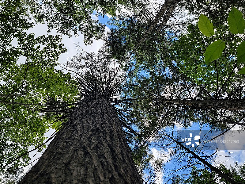 宾夕法尼亚州斯克兰顿树木仰视角度，美国图片素材