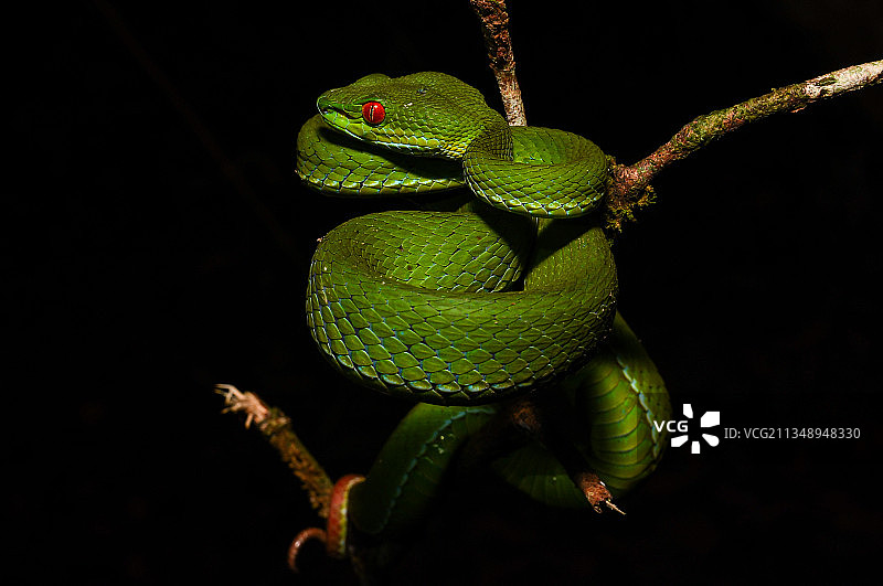 越南，黑色背景下树枝上的蛇的特写图片素材
