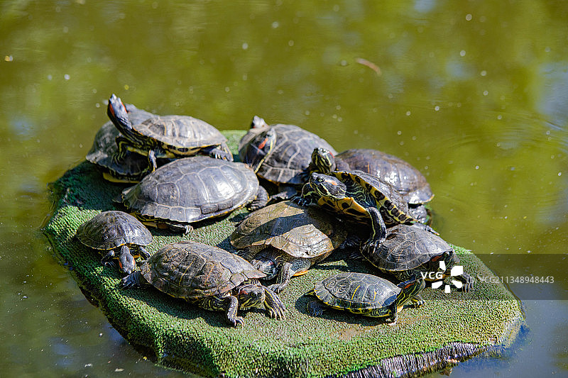 岩石上乌龟的高角度视图图片素材