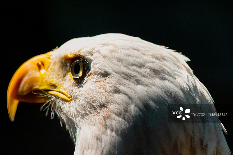 黑背景下的秃鹰特写镜头图片素材