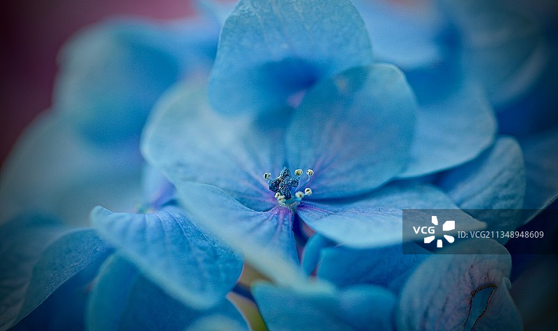 蓝色开花植物的特写图片素材