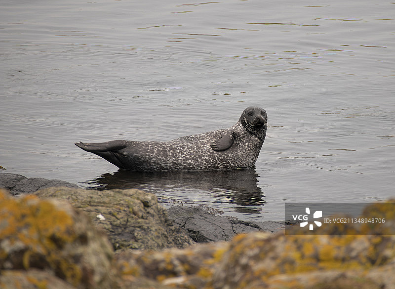 英国海豹游泳俯视图图片素材