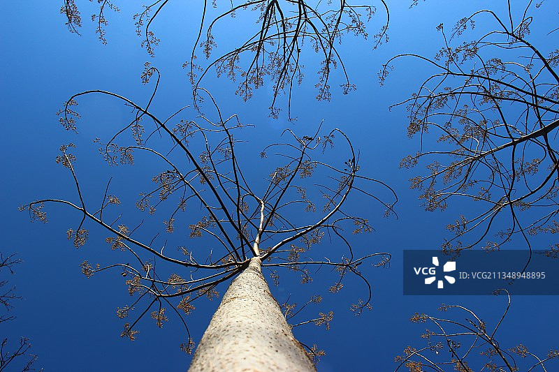 意大利安科纳斯卡佩扎诺晴朗蓝天下光秃秃的树木仰视角度图片素材