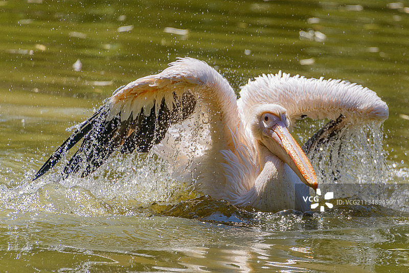 鹈鹕在湖中游泳的特写，以色列拉马特甘野生动物园图片素材