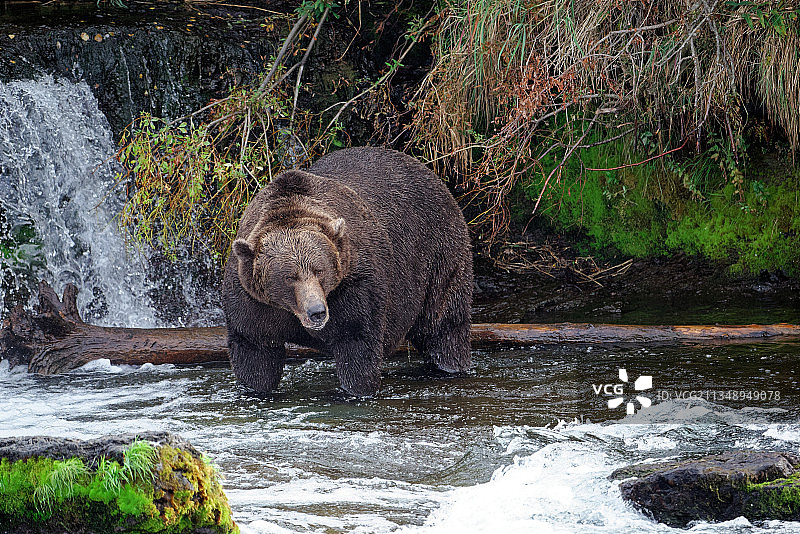 美国阿拉斯加湖泊半岛河中站立的大熊图片素材