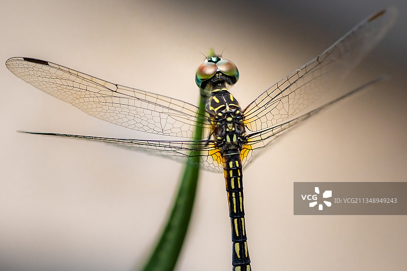 蜻蜓在树枝上的特写，凯蒂，德克萨斯州，美国图片素材
