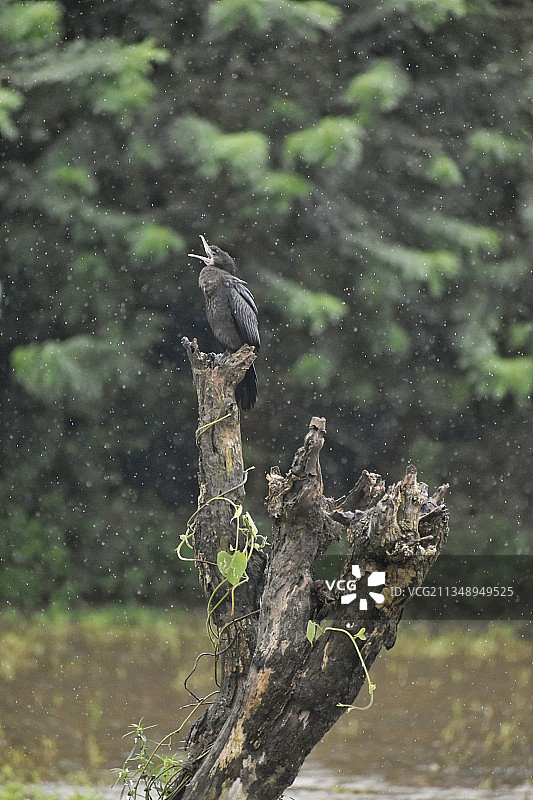 栖息在树上的猛禽特写图片素材