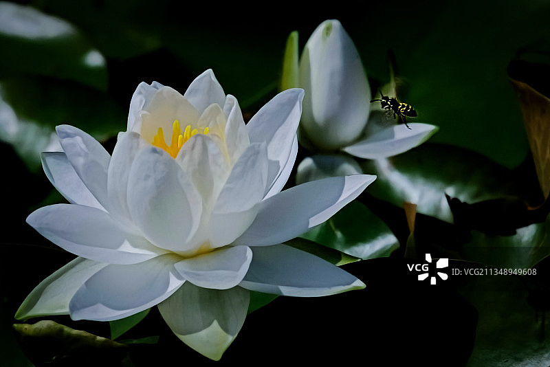 白色睡莲特写图片素材