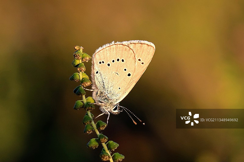 植物上的蝴蝶特写，法国马雷讷图片素材