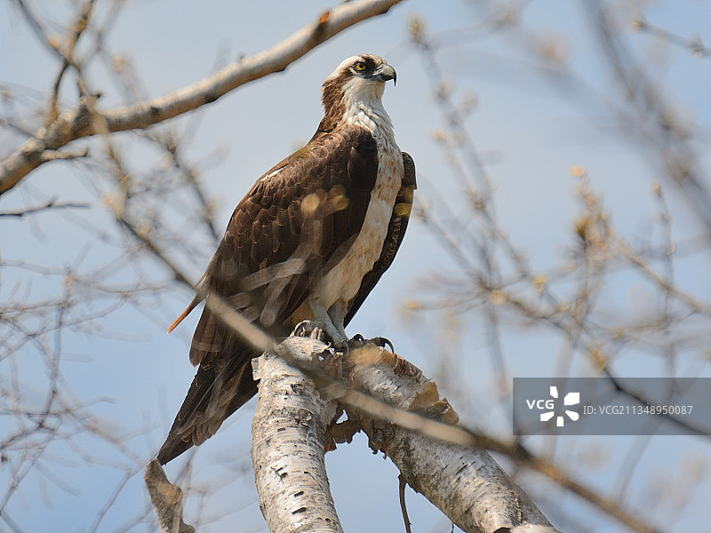 美国纽约州黑麦市秃鹰栖息在树枝上的仰视角度图片素材