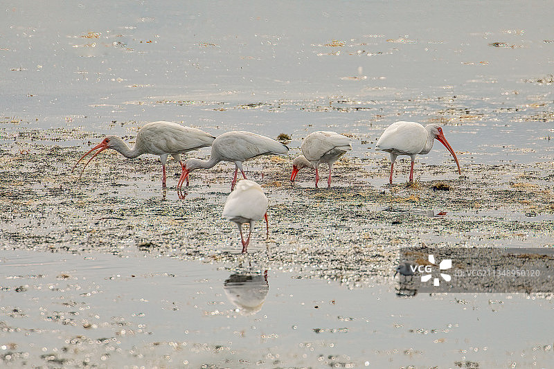 美国佛罗里达州梅里特岛湖中火烈鸟的剪影图片素材