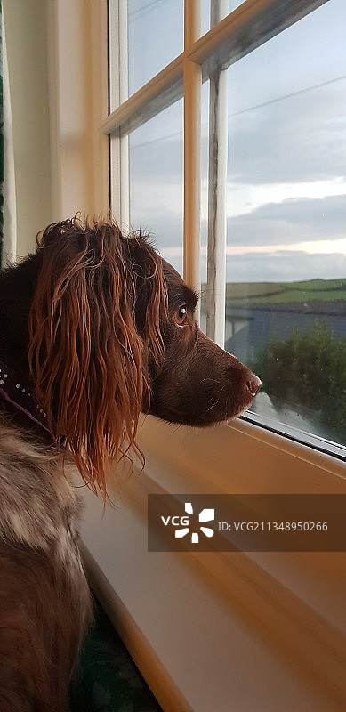 透过窗户看风景的西班牙猎犬特写图片素材