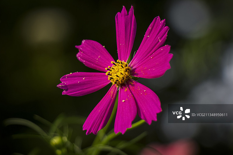 粉红宇宙花的特写图片素材