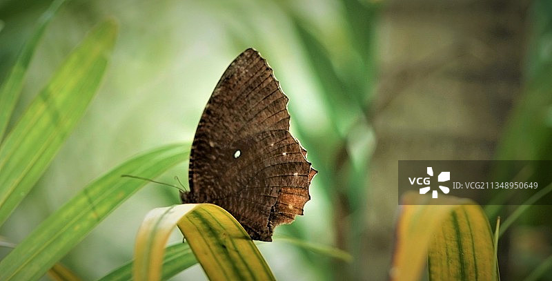 蝴蝶在花上采蜜特写，印度尼西亚雅加达图片素材