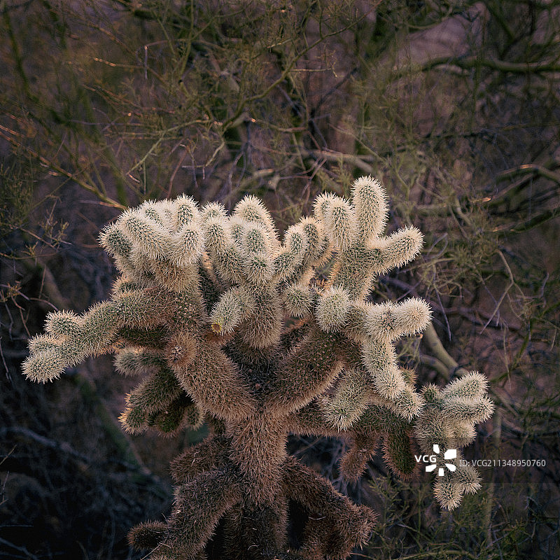 仙人掌高角度视图，萨瓜罗国家公园，亚利桑那州，美国图片素材