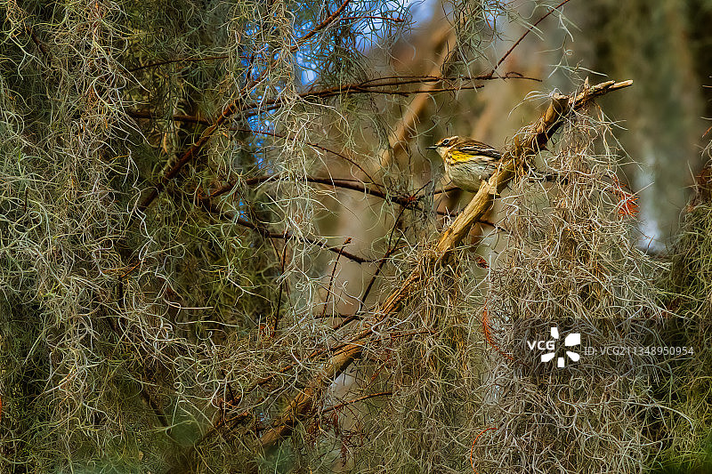 美国Circle B Bar保护区中光秃秃的树木仰视角度图片素材