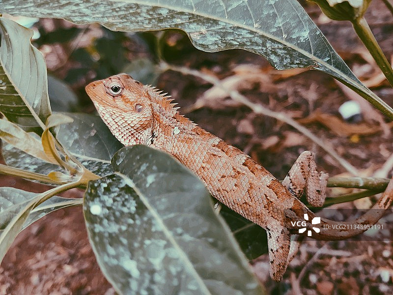 近距离观察植物上的鬣蜥图片素材