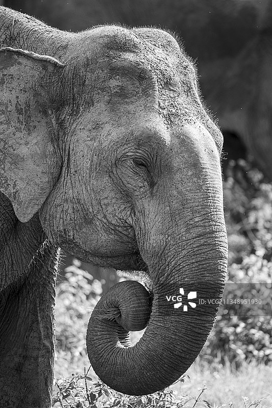 特写：非洲印度象（印度卡纳塔克邦班迪普尔）图片素材