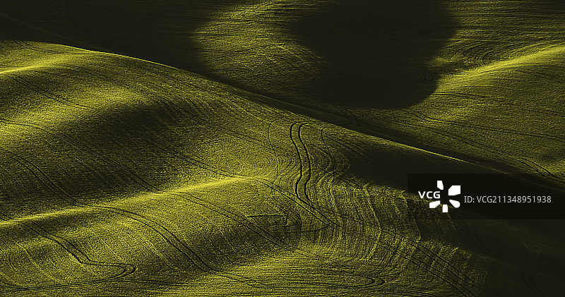 绿色田野的全画幅镜头，加菲尔德，华盛顿，美国图片素材