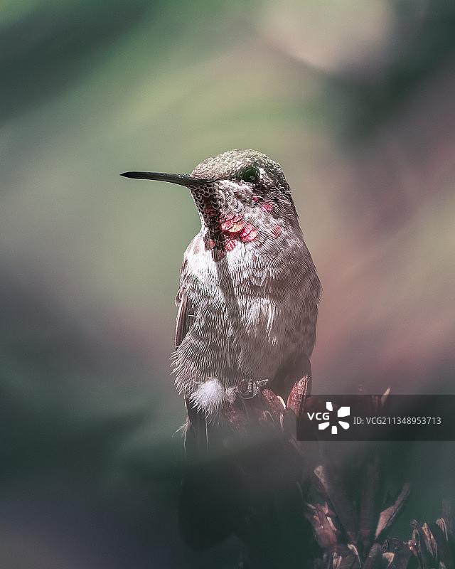 蓝颏宝石蜂鸟栖息在植物上的特写图片素材