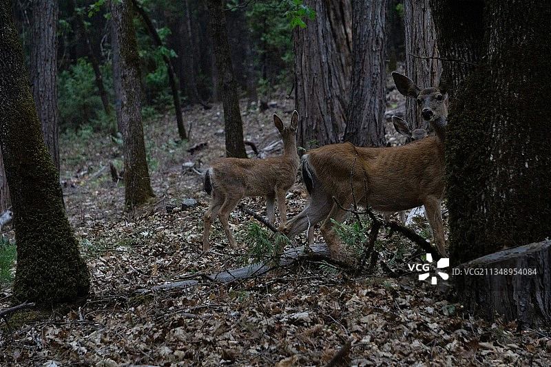 站在森林中的狍子侧视图图片素材