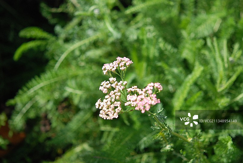 新西兰的开花植物特写图片素材