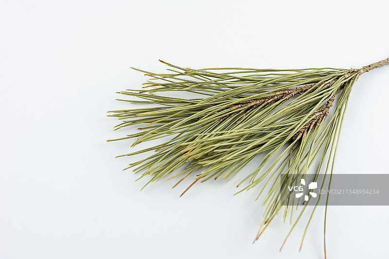 阿尔及利亚塞提夫白色背景下迷迭香特写图片素材