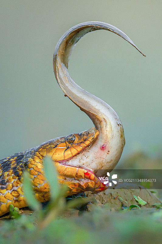 孟加拉国拉杰沙希区田野水草蛇特写图片素材