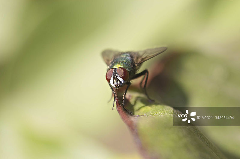 阿根廷树叶上的苍蝇特写图片素材