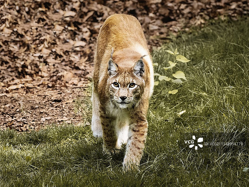老虎走在草地上的肖像，德国哈尔茨图片素材