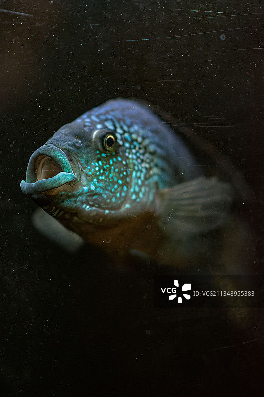 罗马尼亚日博水族馆中游动的海 saltwater 鲷鱼特写图片素材