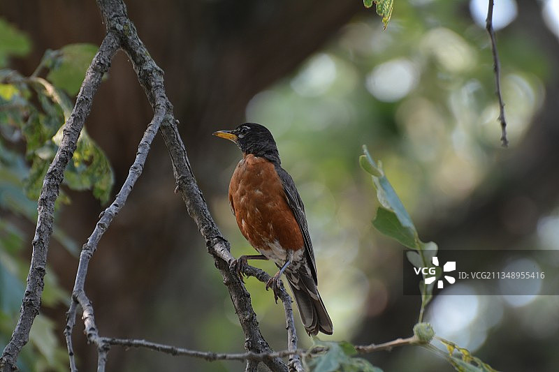 栖息在树枝上的美洲知更鸟特写图片素材