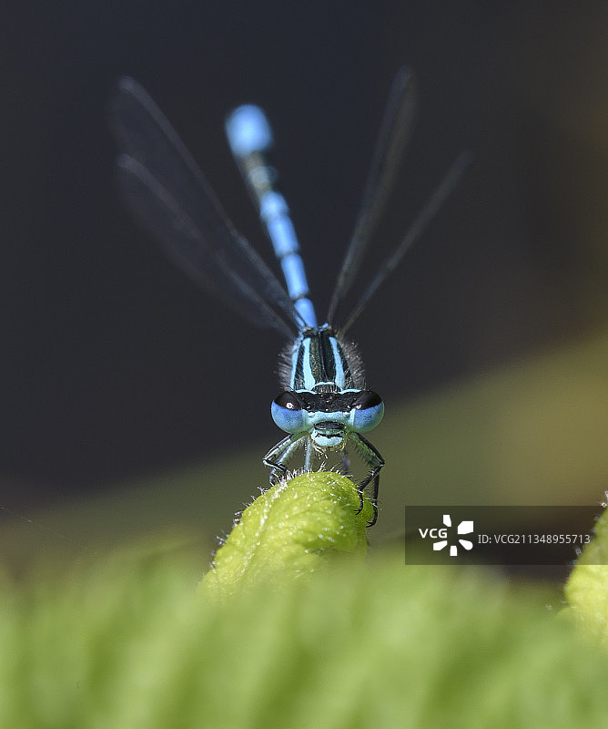 树叶上昆虫的特写镜头图片素材