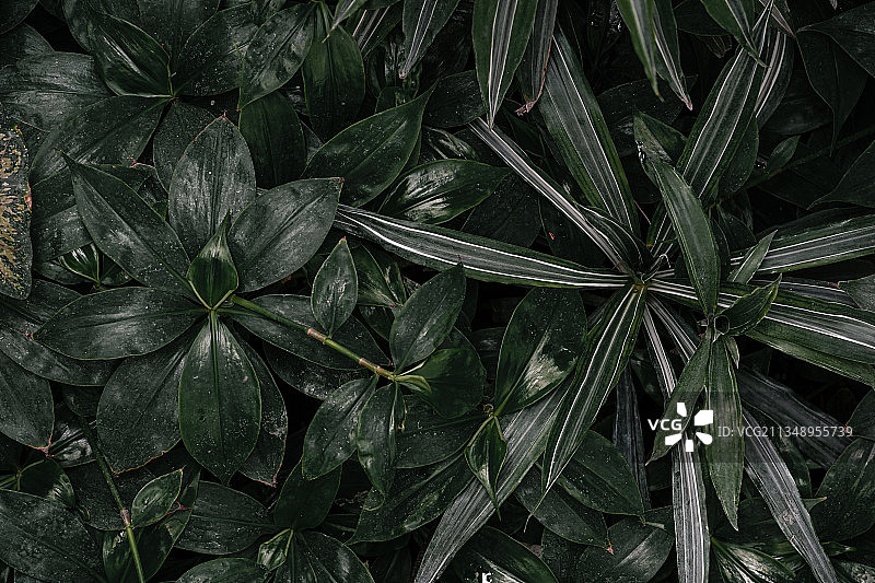 湿植物特写图片素材