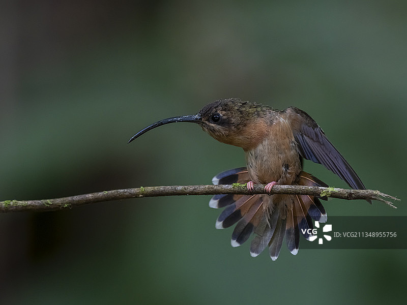 翠鸟栖息在树枝上特写，哥斯达黎加埃雷迪亚省图片素材