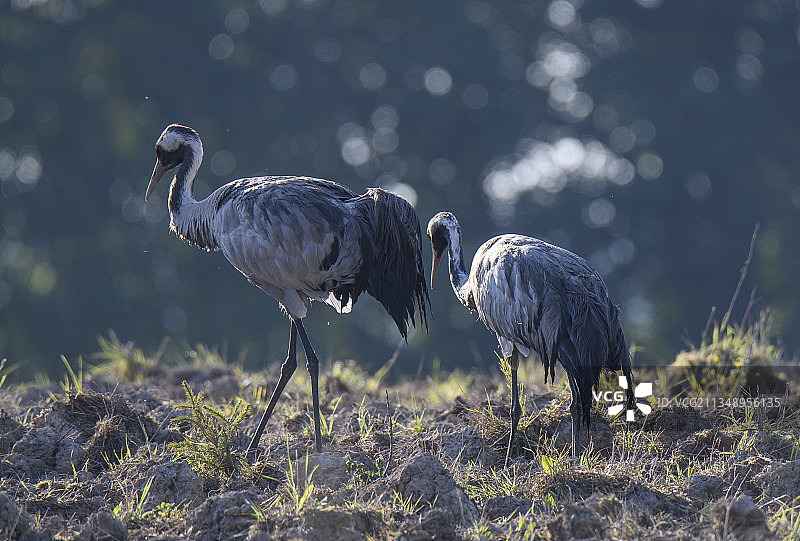 栖息在田野上的鸟儿特写，瑞典图片素材