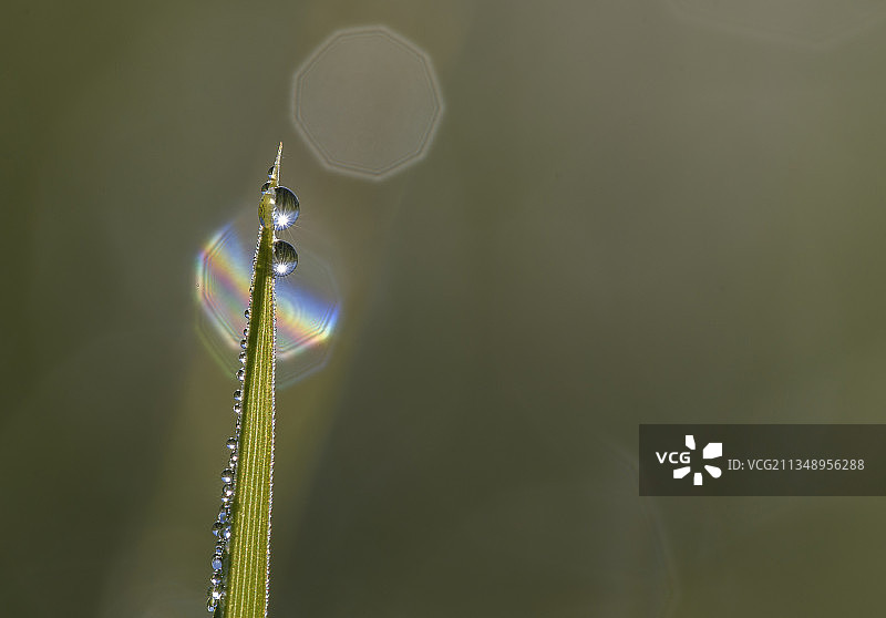 植物上的雨滴特写图片素材
