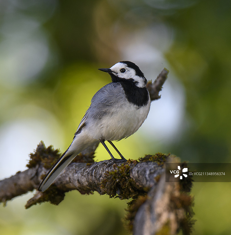 栖息在树枝上的喜鹊特写图片素材
