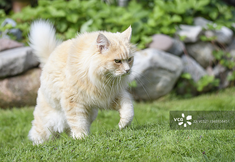猫咪在草地上的特写图片素材