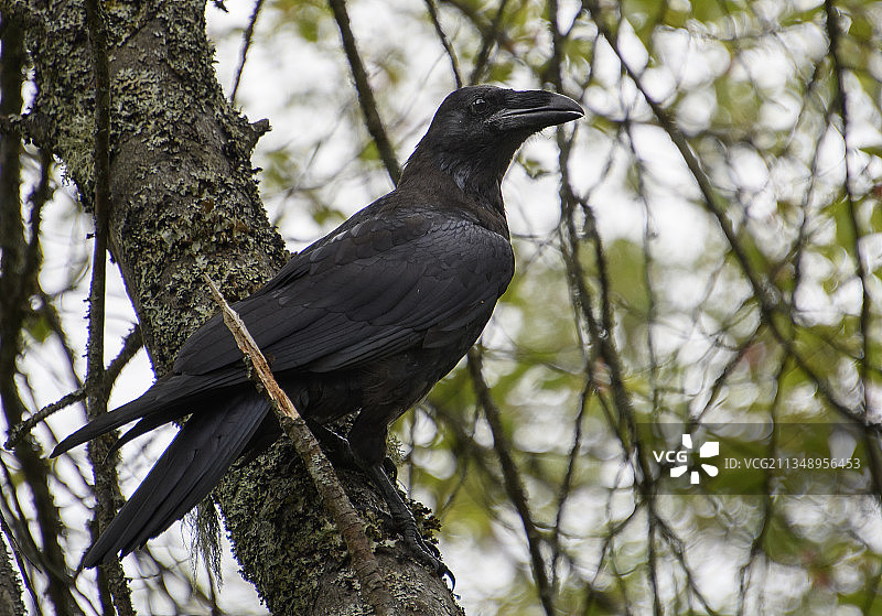 低角度拍摄栖息在树上的渡鸦图片素材