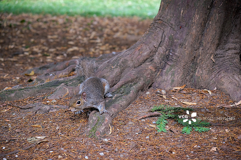树干上的灰松鼠（高角度视角）图片素材