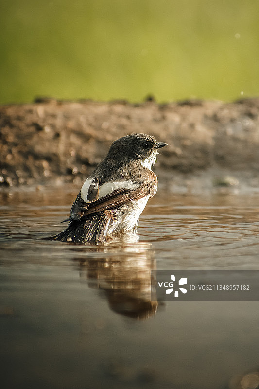 湖中的热带鸣禽特写图片素材
