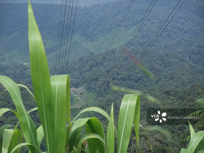 field,Cameron Highlands,Pahang,Malaysia图片素材