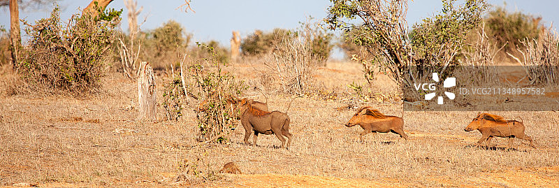野猪奔跑在肯尼亚的稀树草原上图片素材