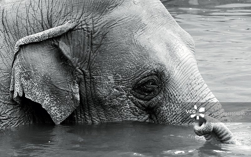 非洲象湖中游泳特写图片素材