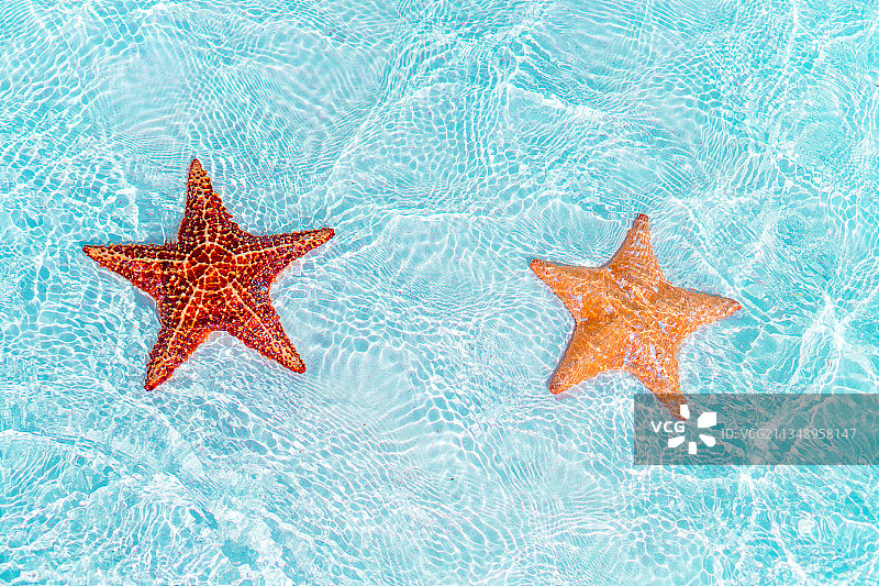 清澈海水中带有红色海星的白色沙滩图片素材