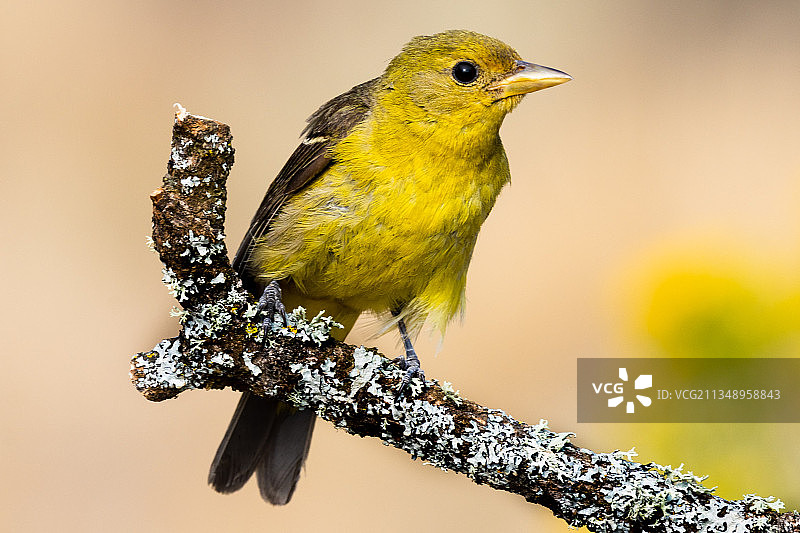 栖息在树枝上的鸣雀的特写镜头图片素材