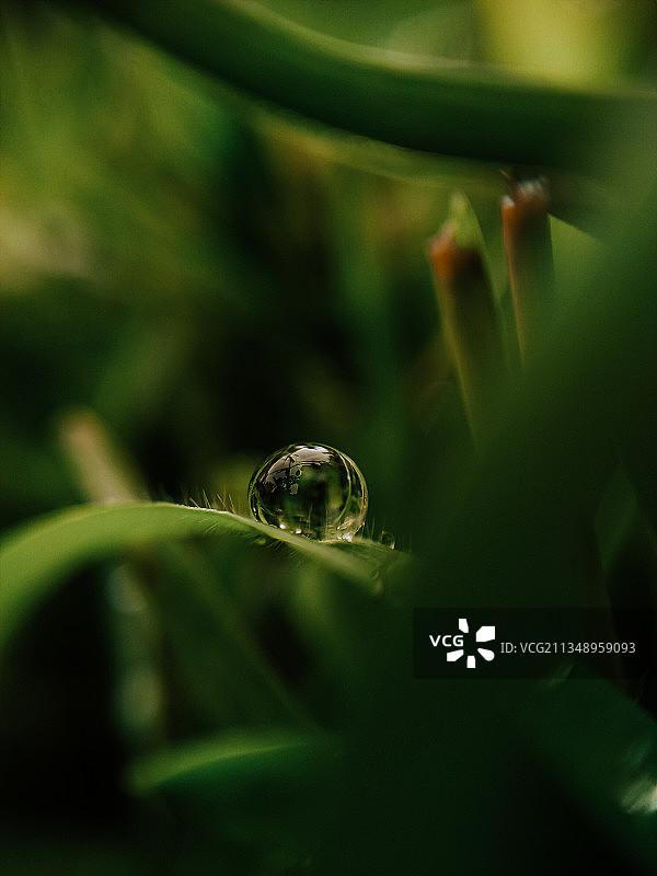 叶子上水滴的特写图片素材